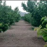 فروش فوری باغ۱۰۰۰ متری زردآلو