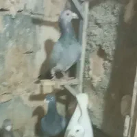 ۵تانر|پرنده|شیروان (خراسان), |دیوار