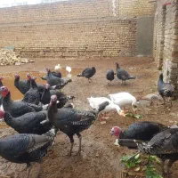 بوقلمون نر و ماده