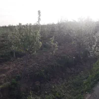 باغ بانهالهای ۵ساله