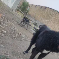 سگ ماده|حیوانات|کرمانشاه, |دیوار