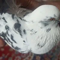 کفترباخت رفته