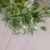 گل طبیعی|گل و گیاه طبیعی|صحنه, |دیوار