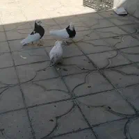 فروش سی عدد طوقی همه مدل دونه ای 500 هزار تومان|پرنده|استهبان, |دیوار