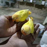 جوجه کوتوله اوپال سرلاکی