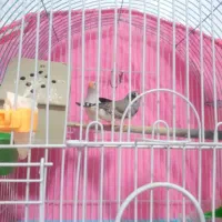 یه جفت فنج نروماده باقفس ولوازم 600|پرنده|خرم‌آباد, |دیوار