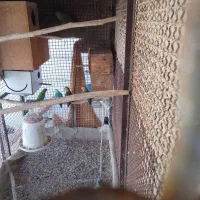 ملنگو دستی و کوتولی|پرنده|قشم, |دیوار