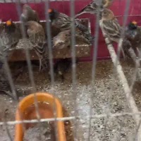 گلبسر سهره|پرنده|قم, باجک دو|دیوار
