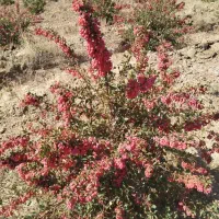 زمین کشاورزی با اب|فروش زمین و ملک کلنگی|سرداران, |دیوار