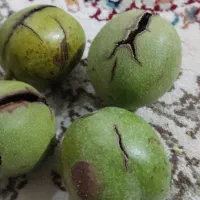 گردو سبز کاغذی کاملا رسیده