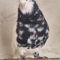 طوقی درجه یک