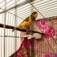 قناری پرتقالی  ابلغ خاص و طبیعی قواره دار