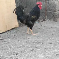خروس