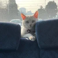 گربه بریتیش