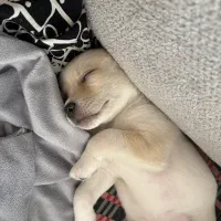 پامر اشپیتز وپیکینیز|سگ|مشهد, امیریه|دیوار