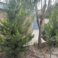 باغ ۹۰۰متری/سند۶دانگ/دونبش/منطقه ویلایی پدم|فروش خانه و ویلا|محمدشهر, همایون ویلا|دیوار