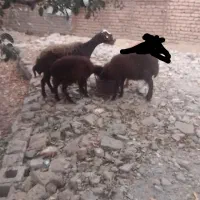 بره ماده و گوسفند آبستن