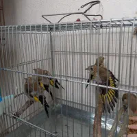 جوجه سره کال