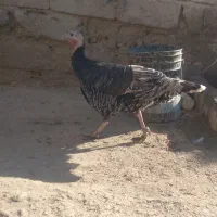 بقلمون ماده