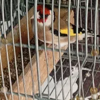 سهره چهارگل