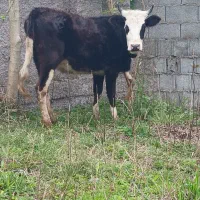 لیشه کله ماستی خوشگل فقیر