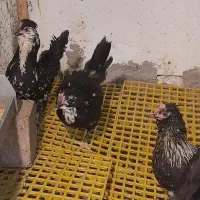 تخم نطفه دار مرندی استراپلوپ وگلین|حیوانات مزرعه|کرج, کوی کارمندان جنوبی|دیوار