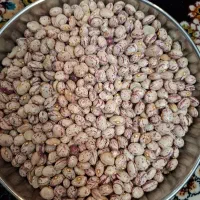لوبیا چیتی فریدنی درجه یک