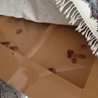 می ناهارخوری 4 نفره