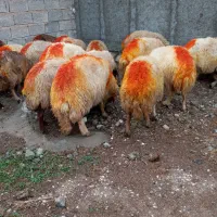 گوسفند آبستن|حیوانات مزرعه|مهران (ایلام), |دیوار