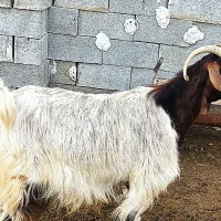 فروش سه عدد بز|حیوانات مزرعه|نی‌ریز, |دیوار