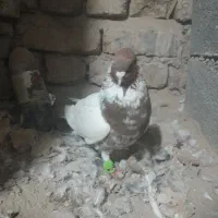 کفتر|پرنده|تربت جام, جامرود|دیوار