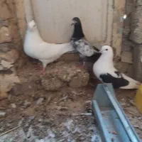 سه عدد کبوتر|پرنده|آبدانان, |دیوار