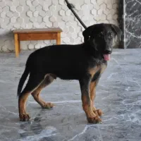 ژرمن مو کوتاه