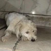 فروش یک سگ ماده نوع شیتزو سفید رنگ|سگ|خرمآباد, |دیوار