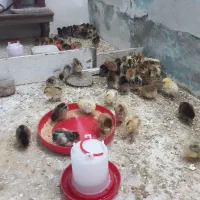 تعدادی جوجه یک هفته ای گلپایگانی واکسن خورده