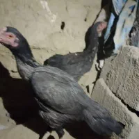 مرغ وجوجه خروس