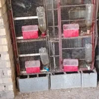 باسلام یک عدد قفس جفتی