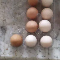 فروش تخم مرغ گلین لری اصل ریشو  و برهما