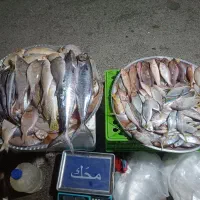 ماهی تازه خراج