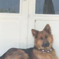 سگ ژرمن|سگ|خوانسار, |دیوار