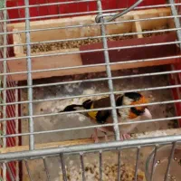 سهره نر مست