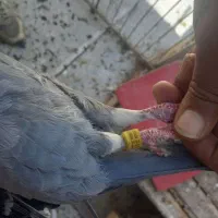 پلاکی  اهواز