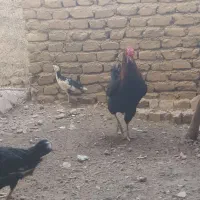 دو عدد خروس گلین اصل|حیوانات مزرعه|تهران, شهرک رضویه|دیوار
