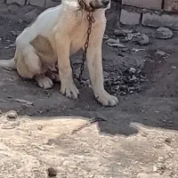 توله سگ