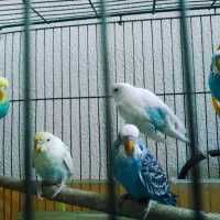 فروش مرغ عشق مولد|پرنده|اصفهان, باغ دریاچه|دیوار