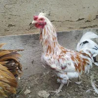 خروس گلین جوان ۹ماهه مرغگیر سالم درشت|حیوانات مزرعه|فردیس, شهرک شهید حسینی|دیوار