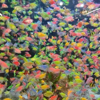 کالر 30 تا بخر 60 تا ببر|ماهی|مشهد, دوست آباد|دیوار