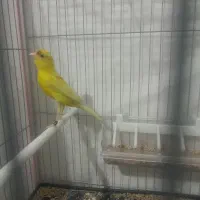 قناری جفت|پرنده|تربت‌حیدریه, طالقانی|دیوار