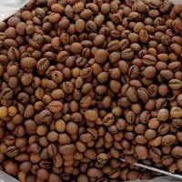 دان قهوه پی بی رست مدیوم - فروش ویژه