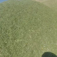 یونجه|خدمات باغبانی و درختکاری|دهگلان, |دیوار